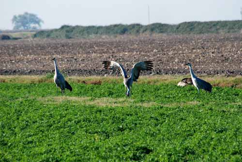 Birds of the Delta