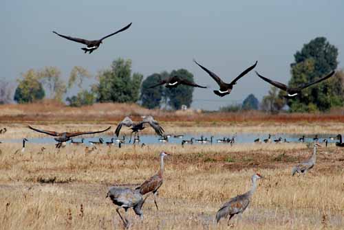 Birds of the Delta