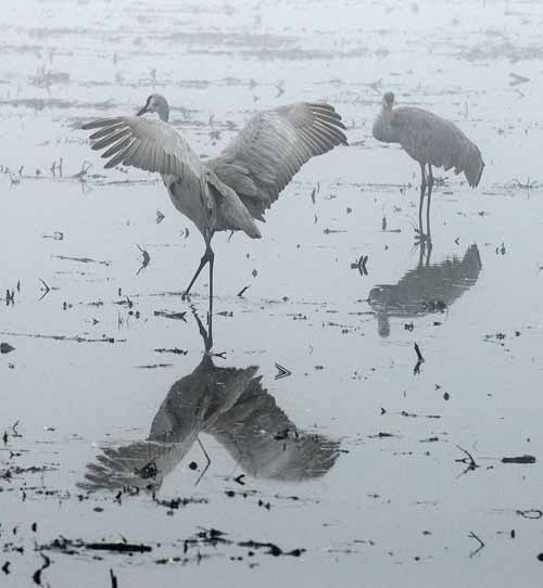 Birds of the Delta