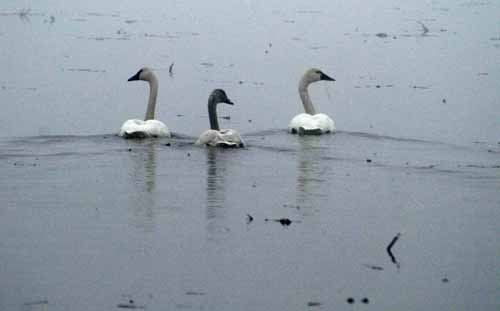 Birds of the Delta