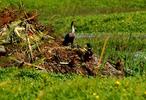 Birds of the Delta