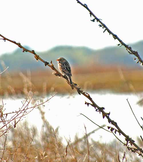 Birds of the Delta