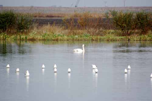 Birds of the Delta