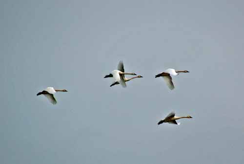 Birds of the Delta