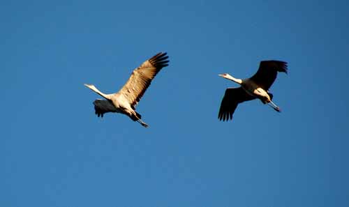 Birds of the Delta