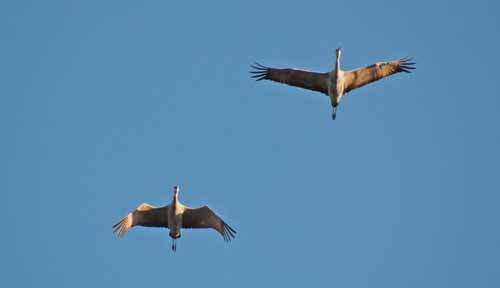 Birds of the Delta