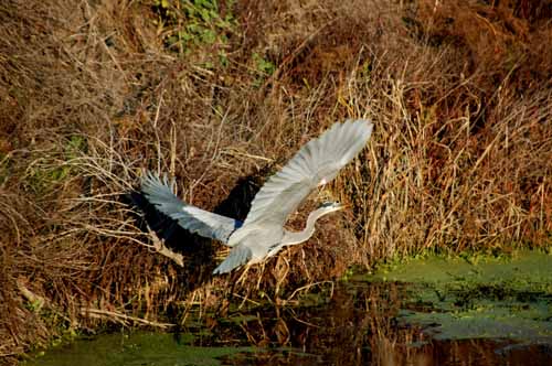 Birds of the Delta