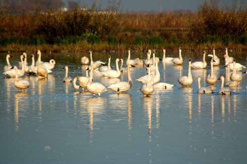 Birds of the Delta