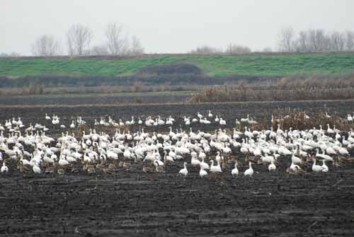 Birds of the Delta