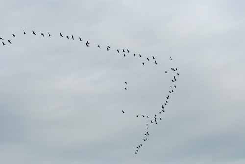 Birds of the Delta