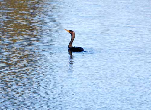 Birds of the Delta