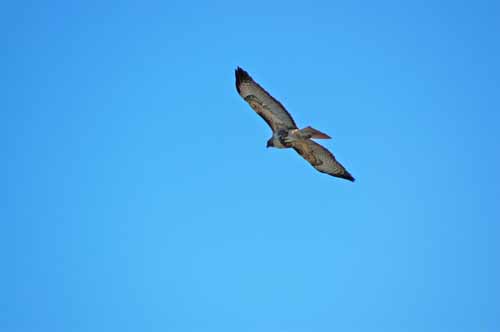 Birds of the Delta