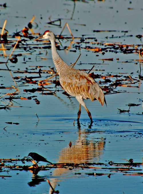 Birds of the Delta