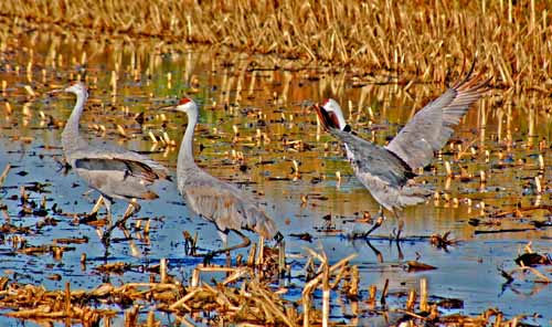 Birds of the Delta