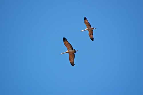 Birds of the Delta