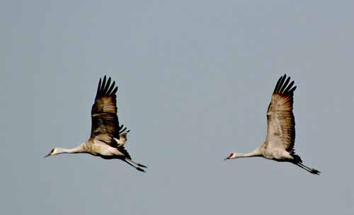 Birds of the Delta