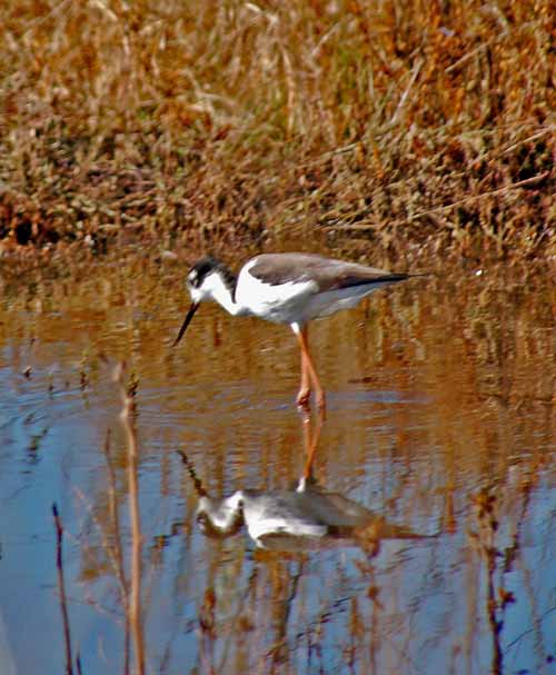 Birds of the Delta