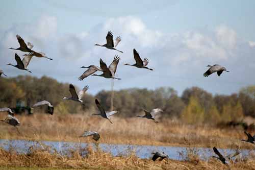 Birds of the Delta