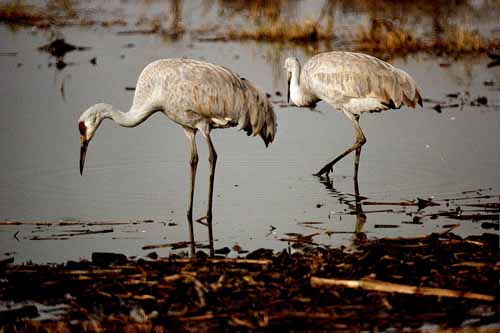 Birds of the Delta