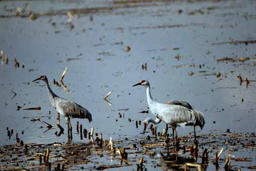 Birds of the Delta