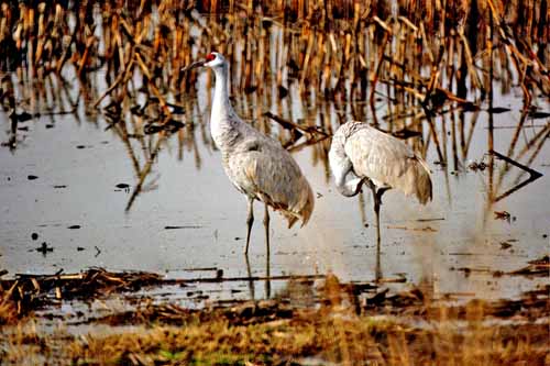 Birds of the Delta