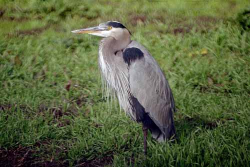 Birds of the Delta