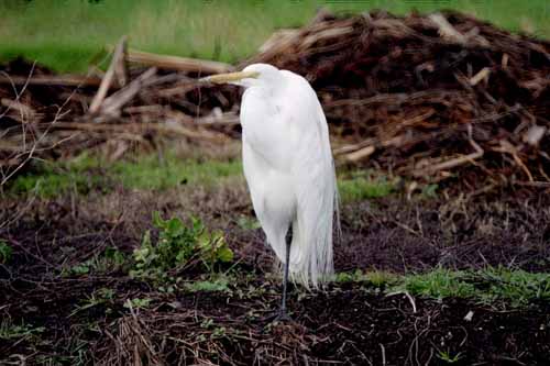 Birds of the Delta