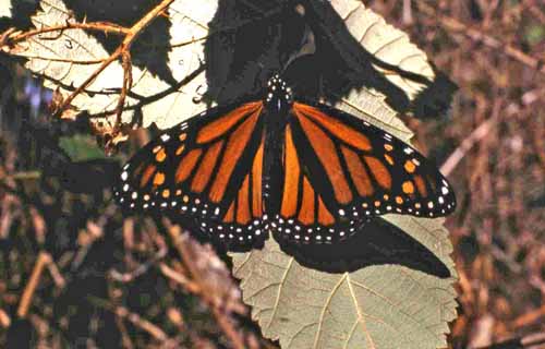 Monarch Butterflies of Santa Cruz