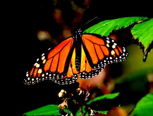 Monarchs,Thanksgiving 08 005.jpg