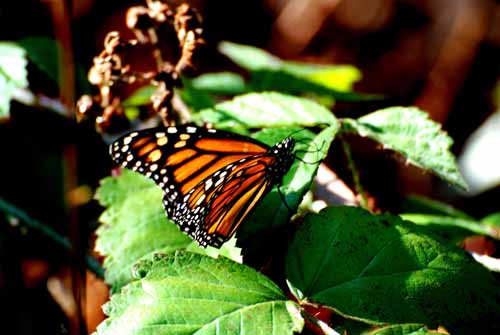 Monarchs,Thanksgiving 08 013.jpg