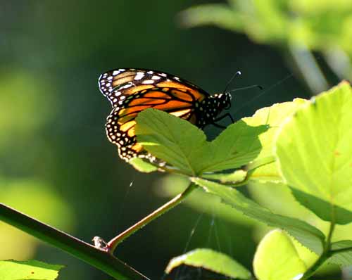 Monarchs,Thanksgiving 08 031.jpg