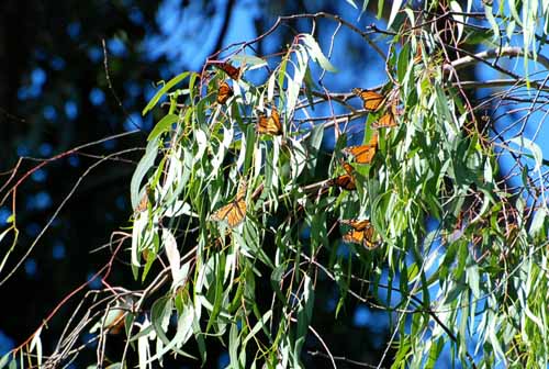 Monarchs,Thanksgiving 08 032.jpg