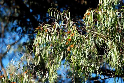 Monarchs,Thanksgiving 08 038.jpg