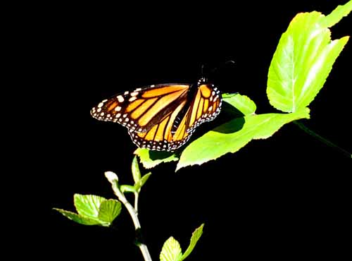 Monarchs,Thanksgiving 08 039.jpg