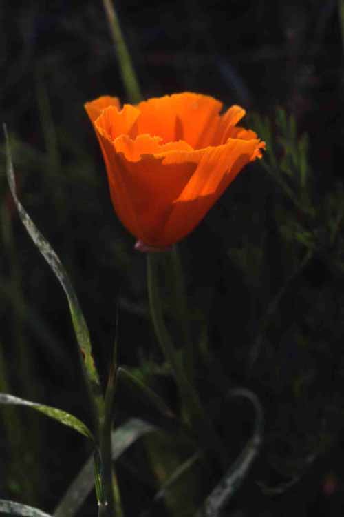 California's flower