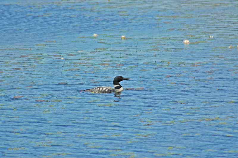 Seney National Wildlife Refuge