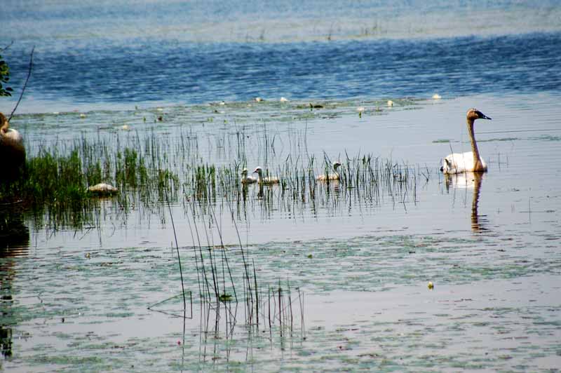 Seney National Wildlife Refuge