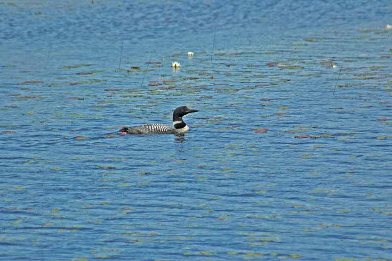 Seney National Wildlife Refuge