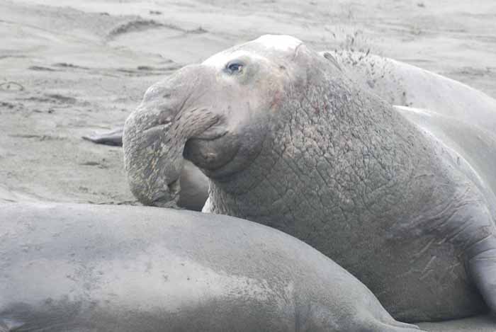 Elephant Seals of Piedras Blanca