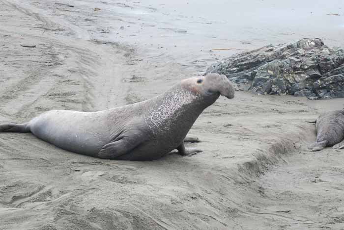 Elephant Seals of Piedras Blanca