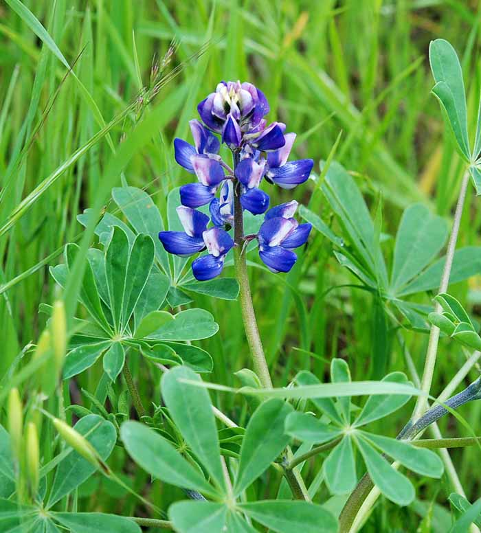 early spring lupine