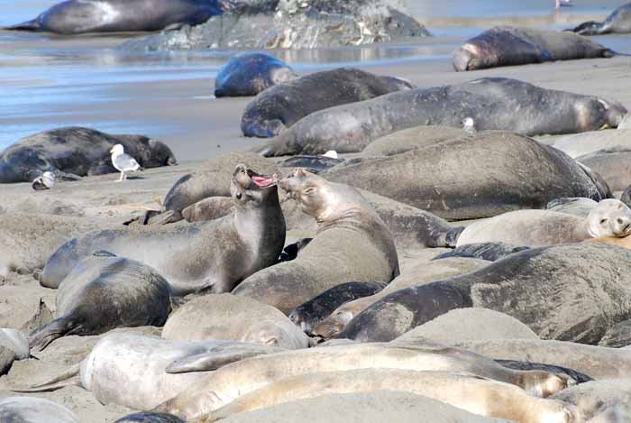 Elephant Seals of Piedras Blanca