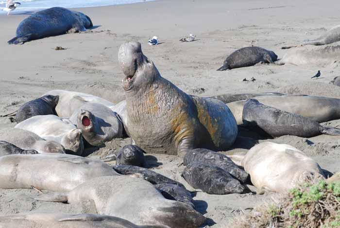 Elephant Seals of Piedras Blanca