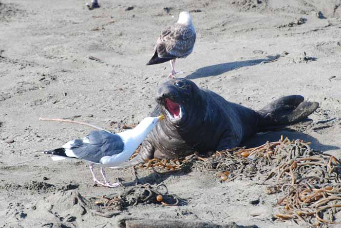 Elephant Seals of Piedras Blanca