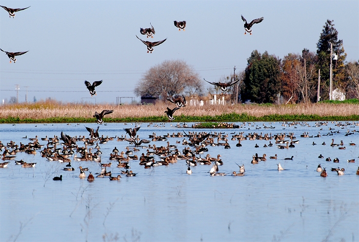 Delta's white fronted geese