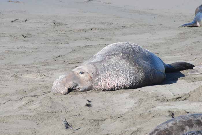 Elephant Seals of Piedras Blanca