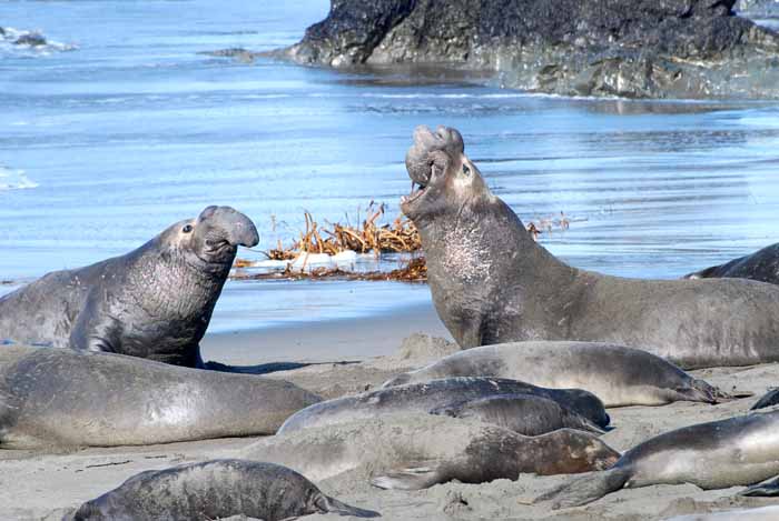 Elephant Seals of Piedras Blanca