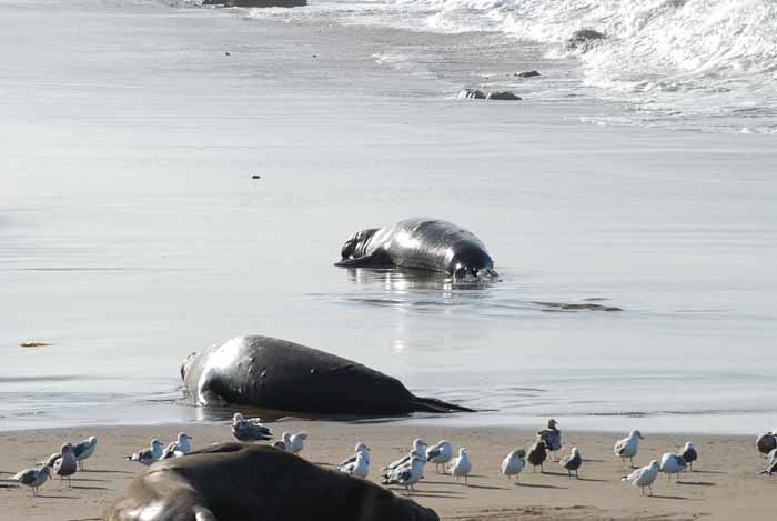 Elephant Seals of Piedras Blanca