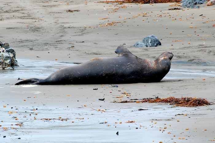 Elephant Seals of Piedras Blanca