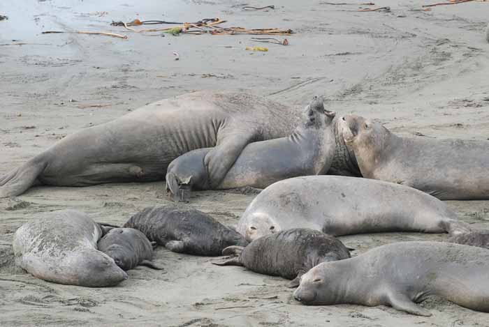 Elephant Seals of Piedras Blanca